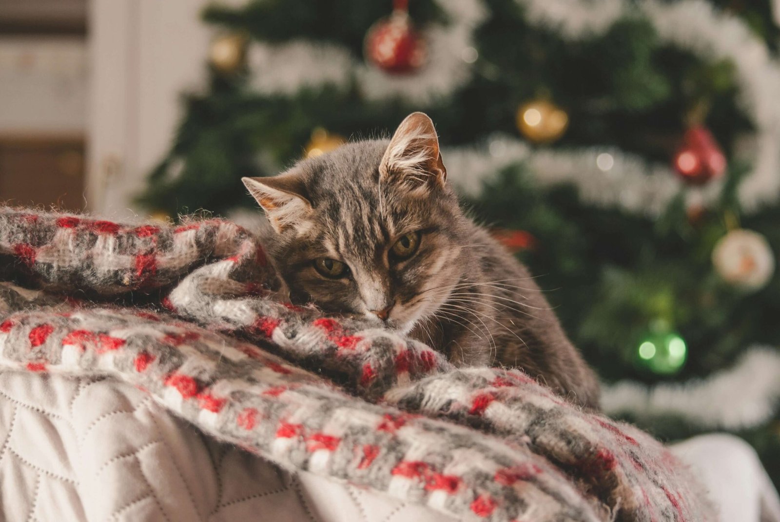 Why Is My Cat Throwing Up Brown Liquid? Best 7 Health Tips!