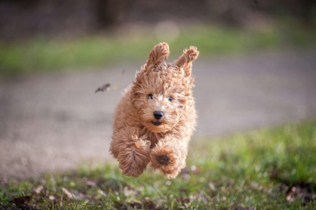 Posterior Lens Luxation in Dogs: Best 7 Health Tips!