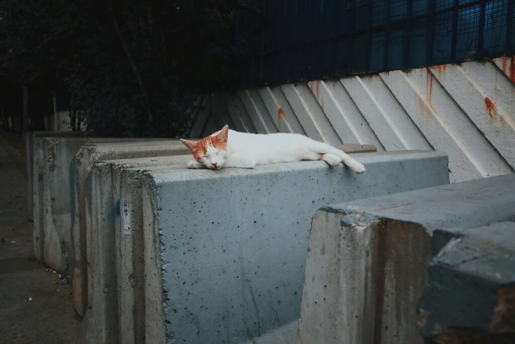 Why Does My Cat Meow at Night? Best 7 Expert Tips!