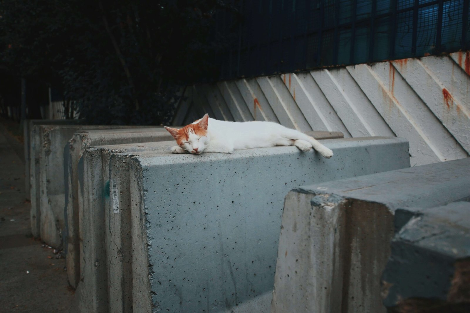 Why Does My Cat Meow at Night? Best 7 Expert Tips!