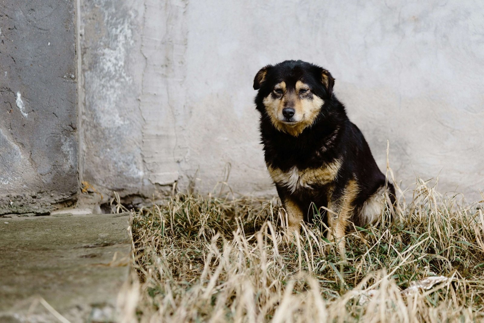 Can I Use Peroxide on My Dog? Best 7 Expert Tips!