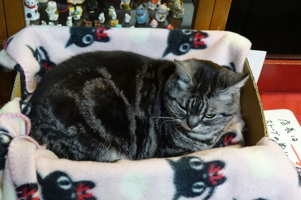 Why Is My Cat So Big But Not Fat? Best 7 Expert Tips!