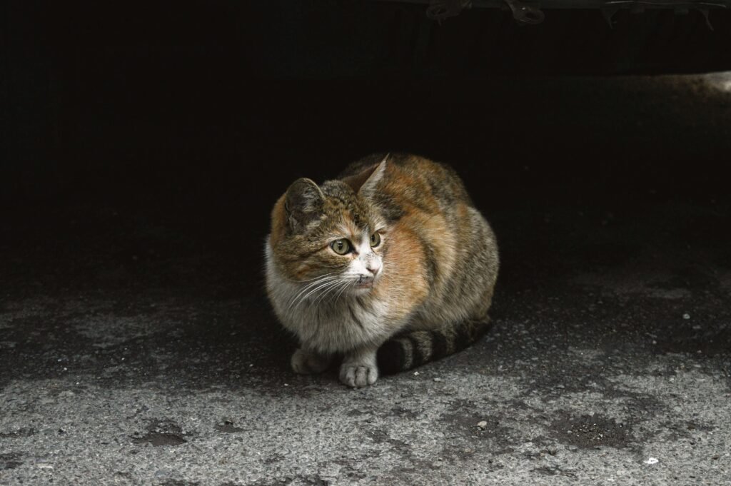 Why Does My Cat Bunny Kick Me? Best 7 Expert Tips!