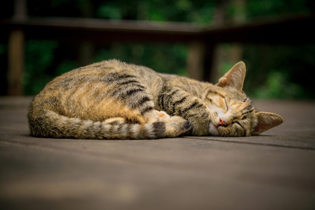 How Many Kittens Can a Cat Have in a Year? Best 7 Tips!