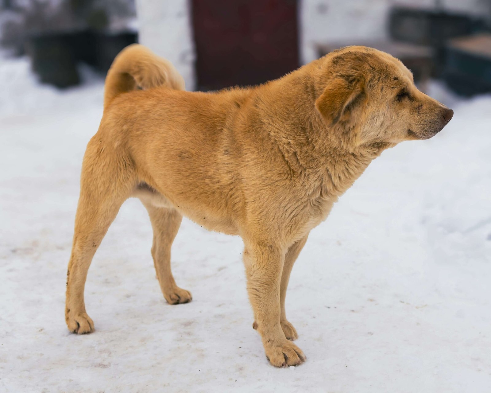 Large Russian Dog Breeds: Best 7 Expert Tips!
