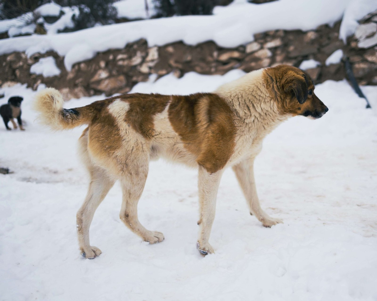 Police Dog Breeds: Best 7 Expert Tips!
