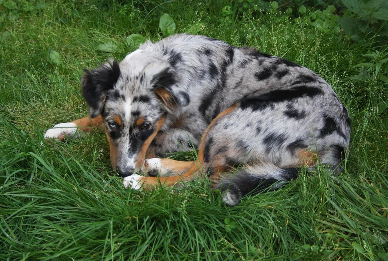 Why Does My Dog Roll in Poop and How Can I Stop It? Best 7 Tips