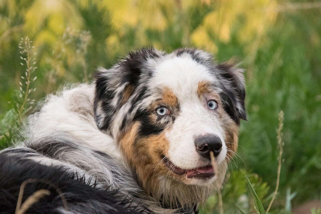 Why Does My Dog Lick My Face When I Lay Down? Best 7 Tips!