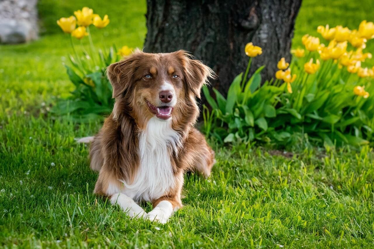 Infected Swollen Spay Incisions in Dogs: Best 7 Health Tips!
