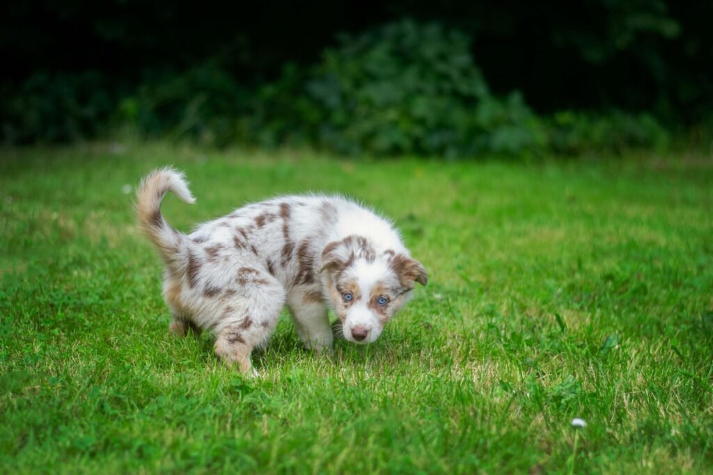 Red Flags When Adopting a Dog: Best 7 Expert Tips!