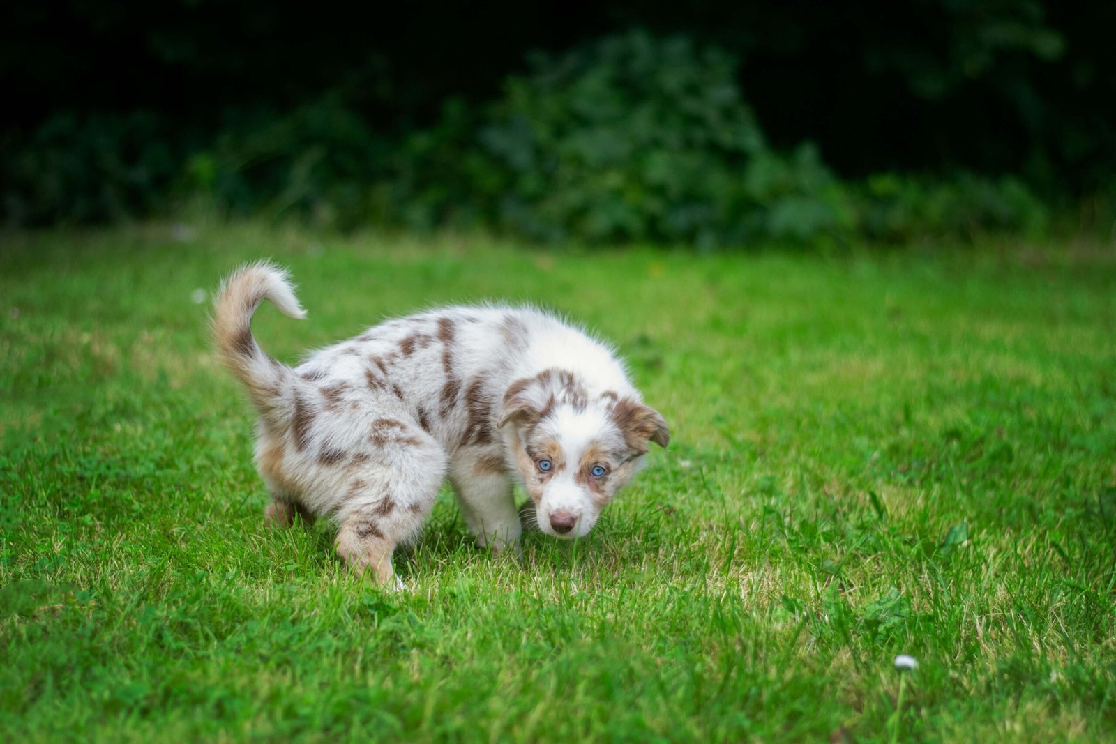 Red Flags When Adopting a Dog: Best 7 Expert Tips!