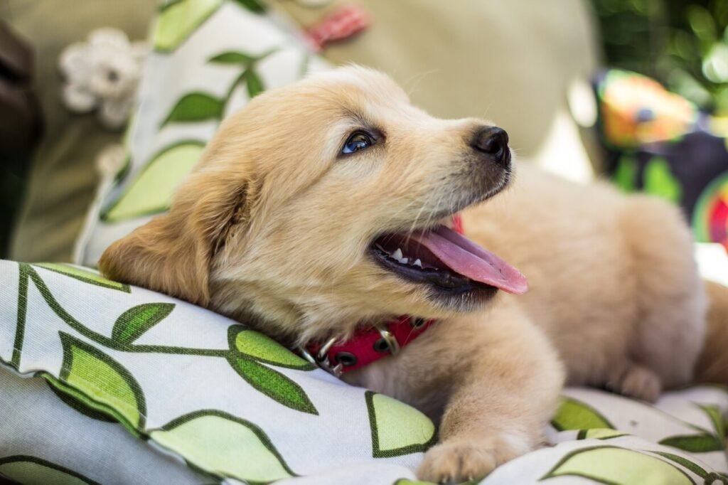 The Cuddliest Dog Breeds: Best 7 Expert Tips!