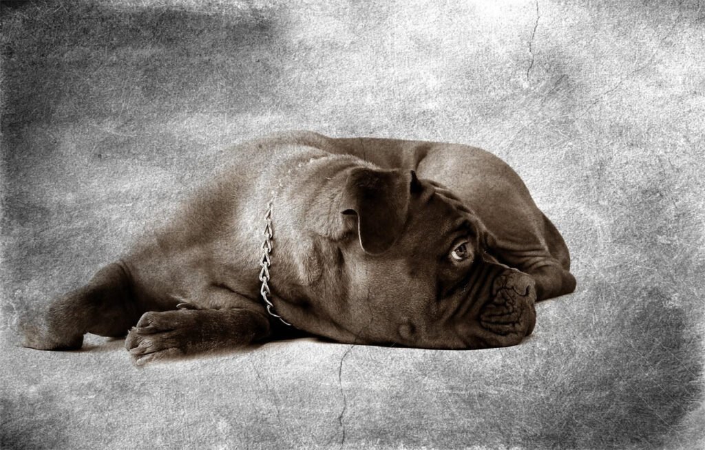 Why Does My Dog Curl Up in a Ball? Best 7 Behavior Tips!