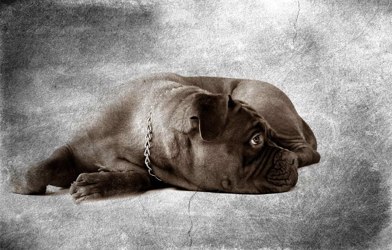 Why Does My Dog Curl Up in a Ball? Best 7 Behavior Tips!