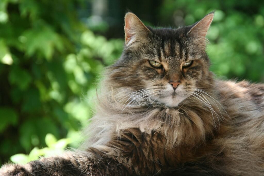How Much Does a Maine Coon Cat Cost? Best 7 Expert Tips!