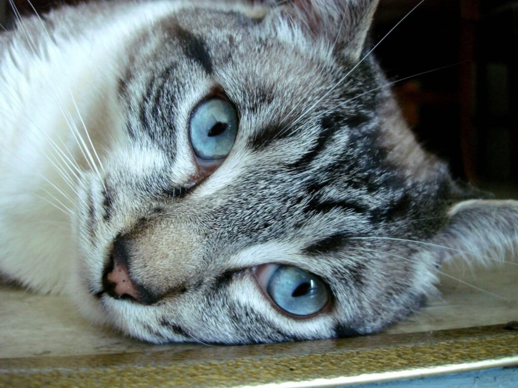 Playful Cat Breeds: Best 7 Expert Tips!