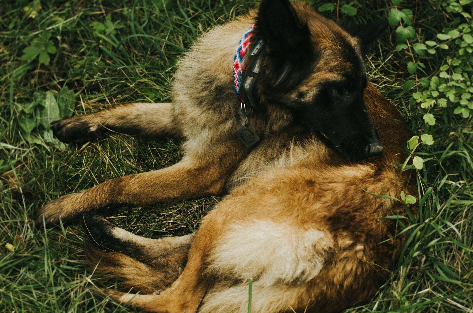 ADHD Service Dogs: Best 7 Expert Tips!