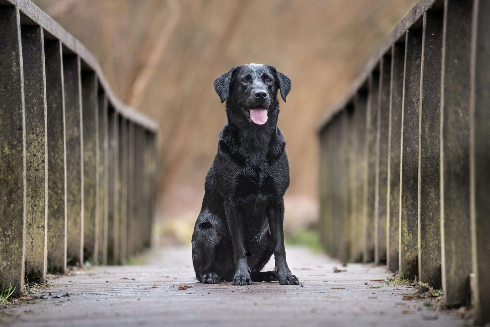 How to Catch a Fake Service Dog: Best 7 Expert Tips!