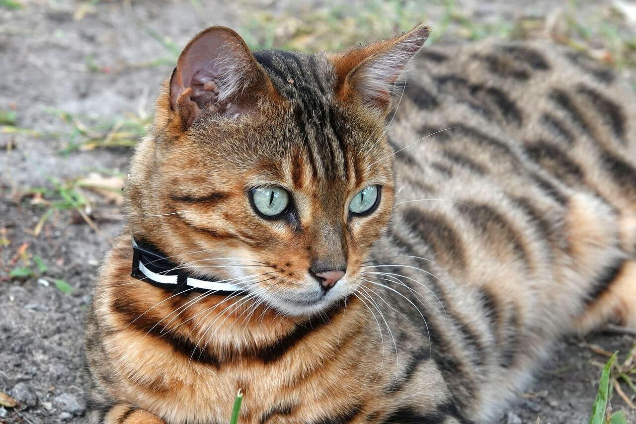 Why Is My Cat Pulling Her Hair Out? Best 7 Behavior Tips!