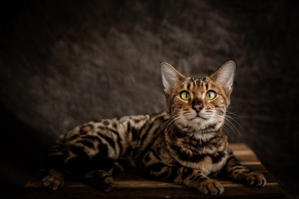 Understanding Cat Ingrown Nails: Best 7 Health Tips!