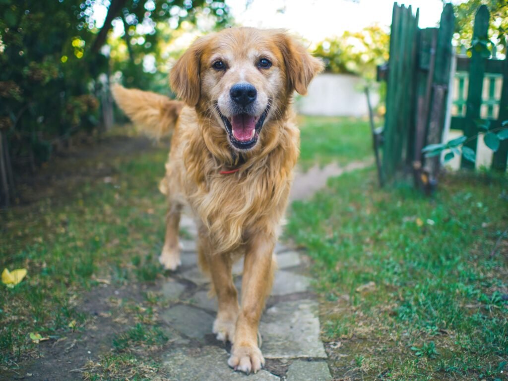 My Dog Ate Weed: Best 7 Expert Tips!