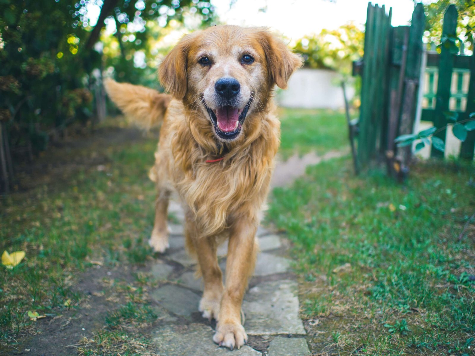 My Dog Ate Weed: Best 7 Expert Tips!