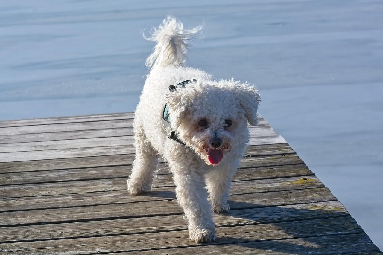 Can Dogs Eat Lentils? Best 7 Health Tips!