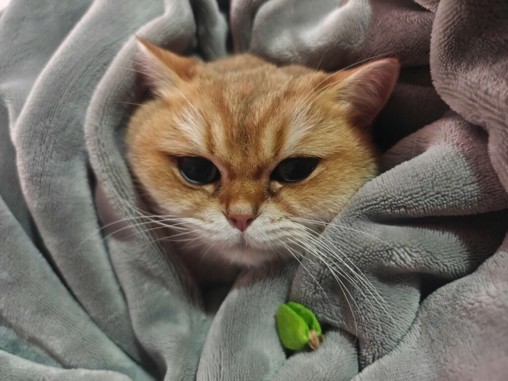 How to Tell Your Cat You Love Him: Best 7 Expert Tips!