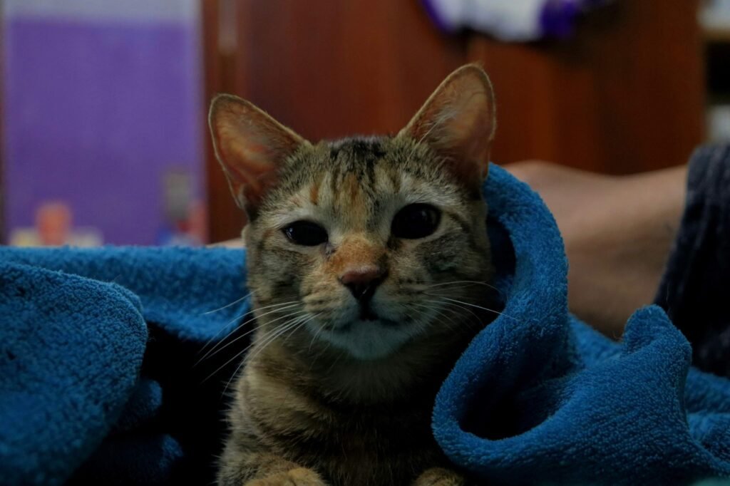 Why Does My Cat Lay on My Stomach? Best 7 Expert Tips!