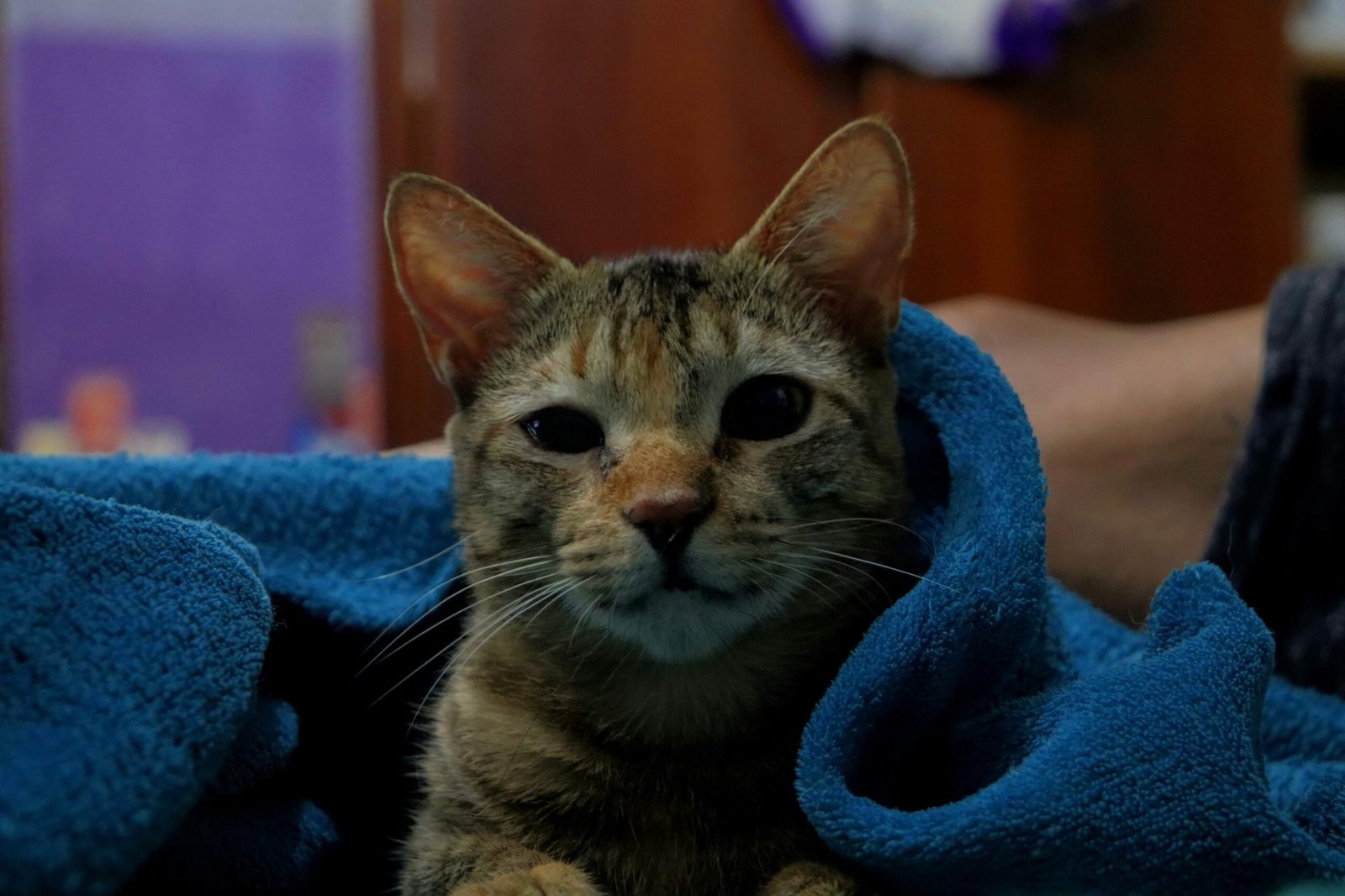 Why Does My Cat Lay on My Stomach? Best 7 Expert Tips!