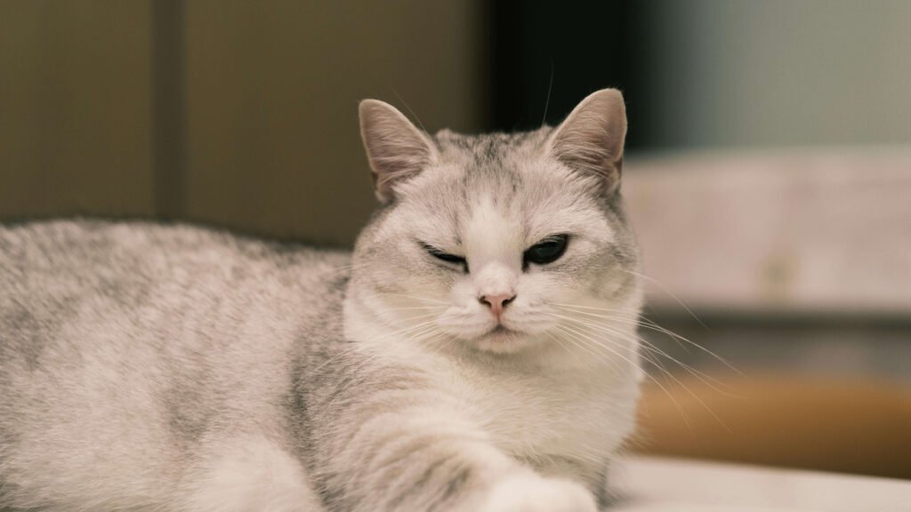 How to Teach a Cat to Sit: Best 7 Expert Tips!