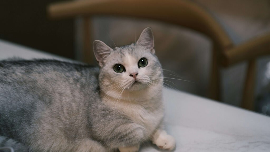Munchkin Cat Colors: Best 7 Expert Tips!