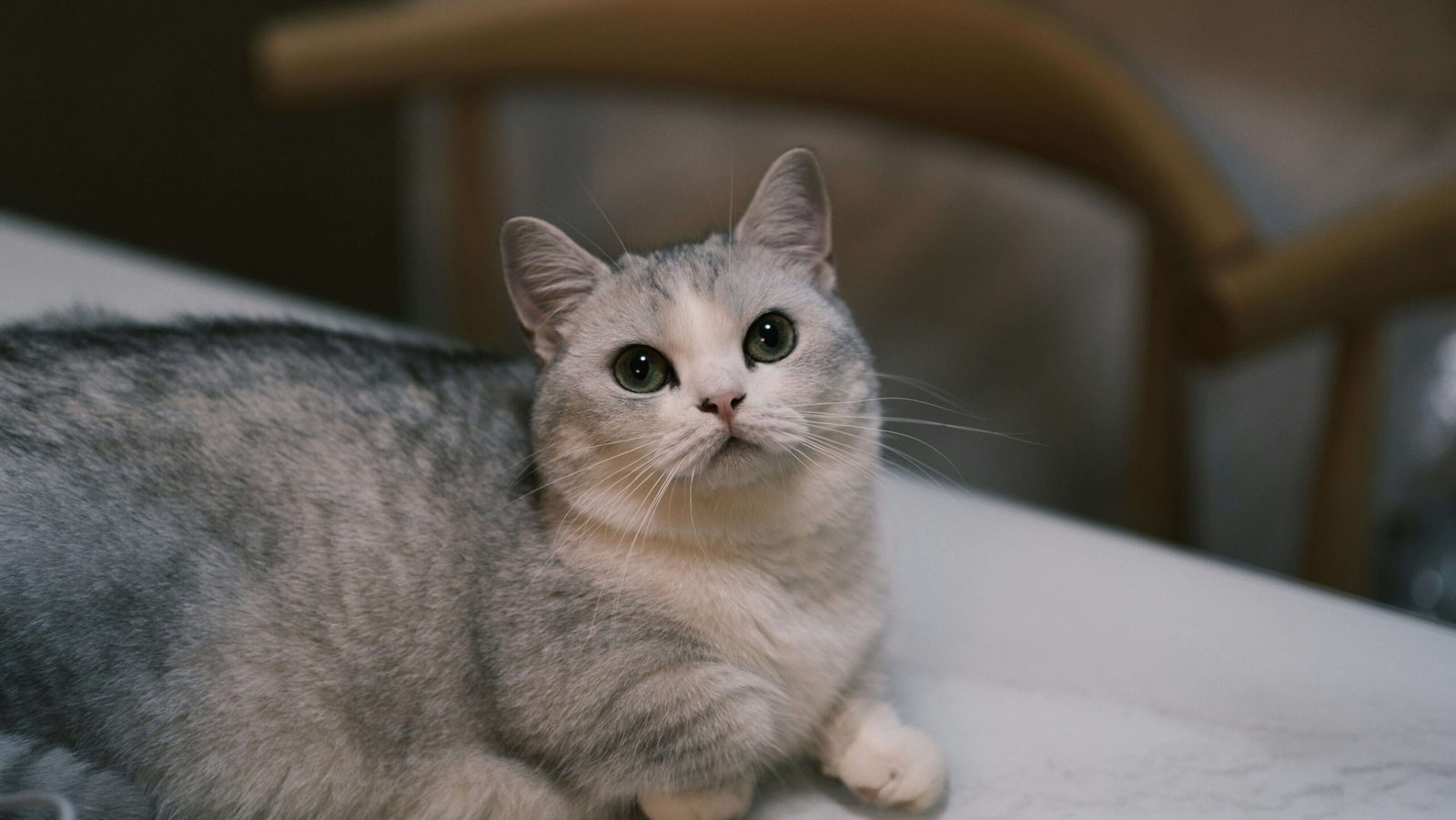 Munchkin Cat Colors: Best 7 Expert Tips!