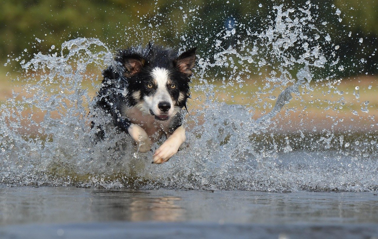 Will a Dog with Bloat Drink Water? Best 7 Health Tips!