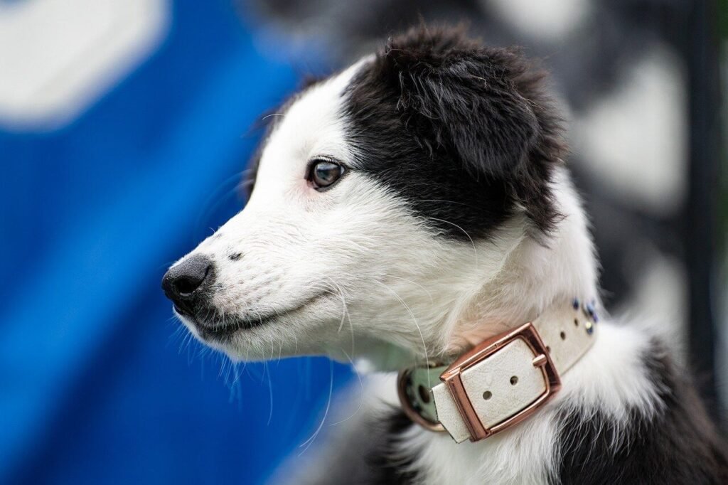 Why Are Dogs Destructive When Left Alone? Best 7 Tips!