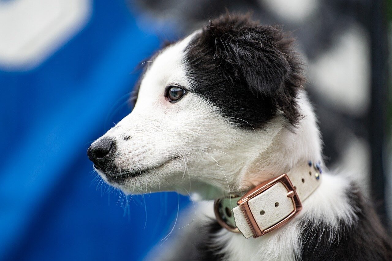 Why Are Dogs Destructive When Left Alone? Best 7 Tips!