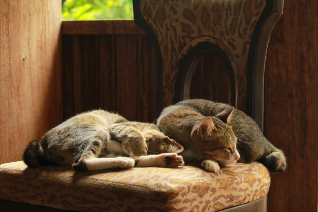 Decoding the Secrets of Cat Sleeping Positions: Best 7 Tips!