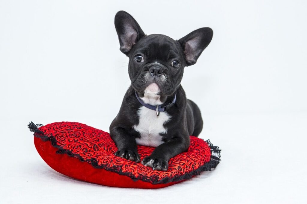 Maggots in Dog Poop: Best 7 Expert Health Tips!