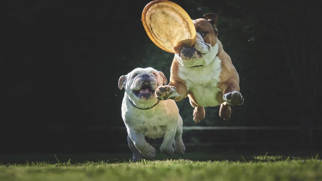 Dog Dental Cleaning Costs: Best 7 Expert Health Tips!
