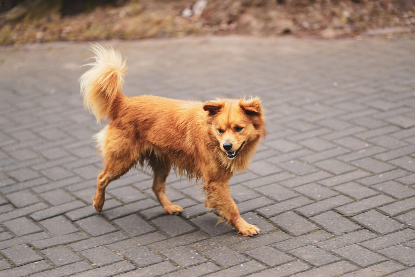 Treating Dog Limping in the Front Leg: Best 7 Health Tips!