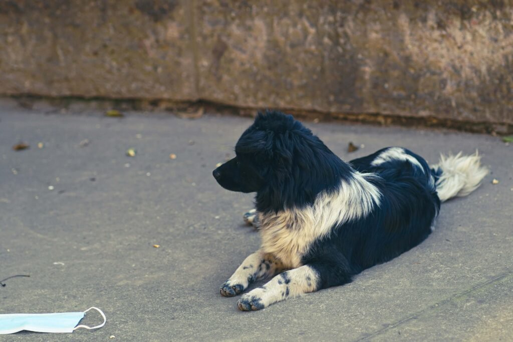 Why Does My Dog Lick My Other Dogs Mouth? Best 7 Tips!