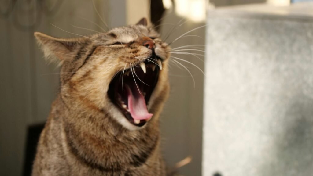 Why Do Cats Open Their Mouths? Best 7 Behavior Tips!