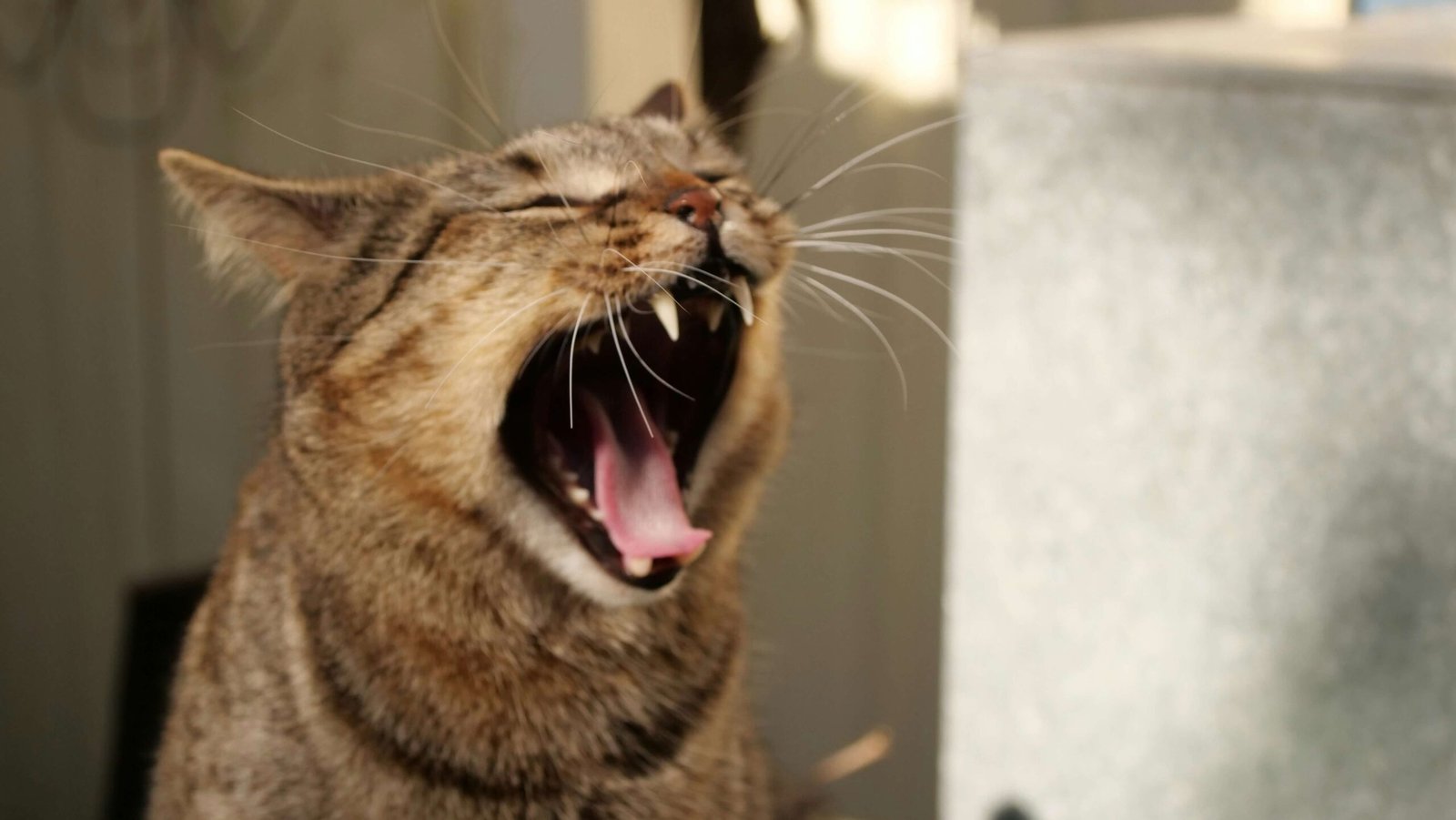 Why Do Cats Open Their Mouths? Best 7 Behavior Tips!
