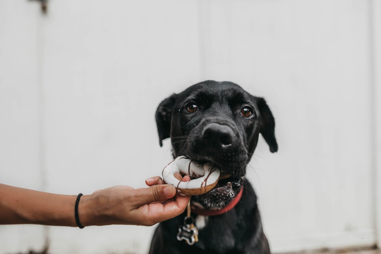 Eliminate Dog Urine Smell Outside: Best 7 Expert Tips!