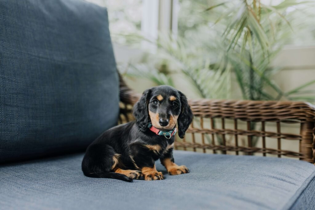 The Perfect Name for Your Girl Wiener Dog: Best 7 Tips!