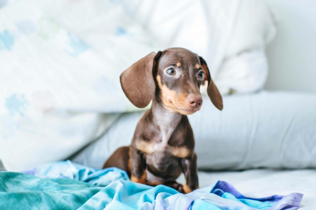 Understanding Salivary Gland Cytology in Dogs: Best 7 Tips!