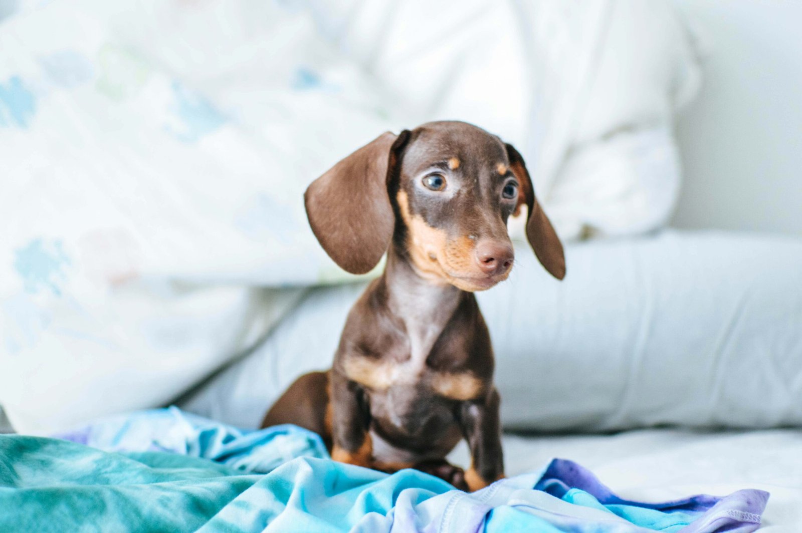 Understanding Salivary Gland Cytology in Dogs: Best 7 Tips!