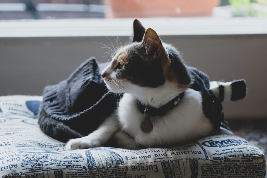 When Does a Male Cat Start Spraying? Best 7 Expert Tips!