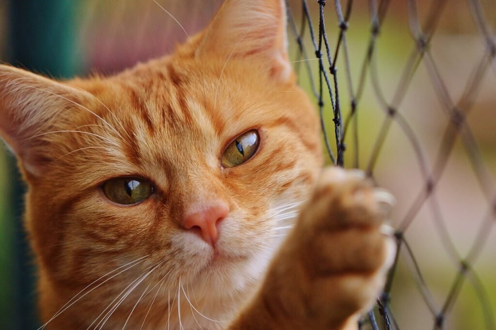 Discover the Charm of Greek Cat Names: Best 7 Tips!