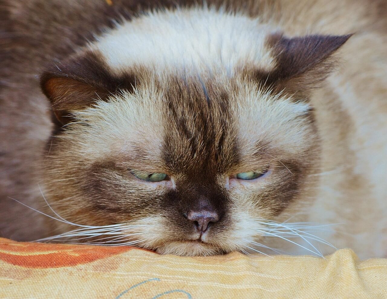The Ultimate Guide to Cat Flea Baths: Best 7 Health Tips!